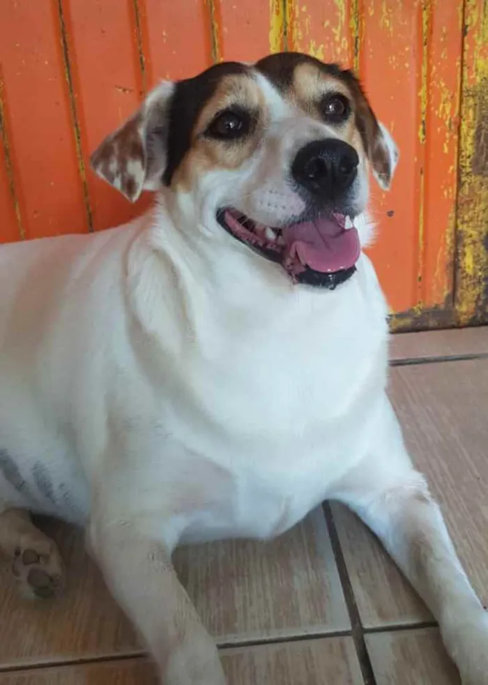 Cachorro ra a SRD idade 2 anos nome Madonna