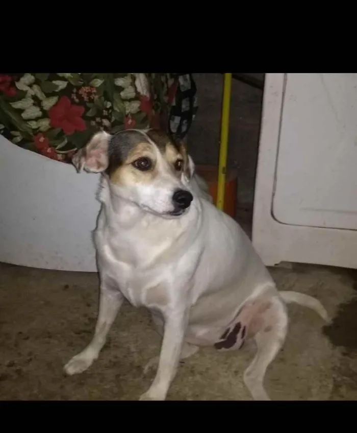 Cachorro ra a SRD idade 2 anos nome Madonna