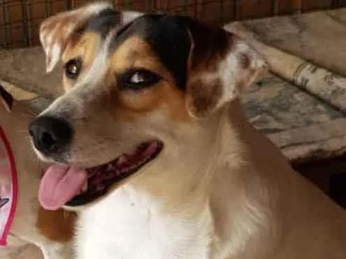Cachorro ra a SRD idade 2 anos nome Madonna