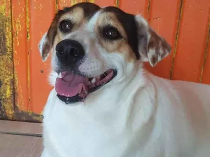 Cachorro ra a SRD idade 2 anos nome Madonna