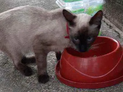 Gato ra a Sem raça definida idade 2 a 6 meses nome Neném