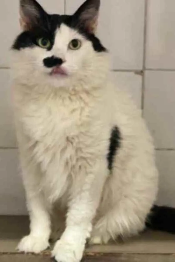 Gato raça Mestiço kurilian bobtail idade 4 anos nome Montanha 