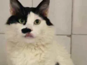 Gato raça Mestiço kurilian bobtail idade 4 anos nome Montanha 