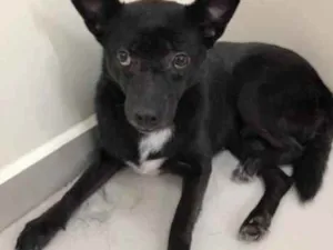 Cachorro raça Vira lata  idade 6 ou mais anos nome Marisol 
