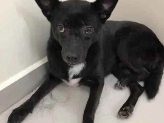 Cachorro raça Vira lata  idade 6 ou mais anos nome Marisol 