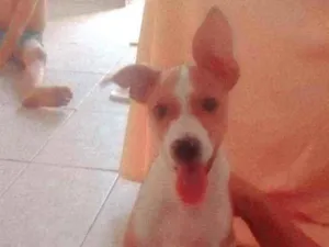 Cachorro raça vira lata idade 2 a 6 meses nome Akira e Meliodas