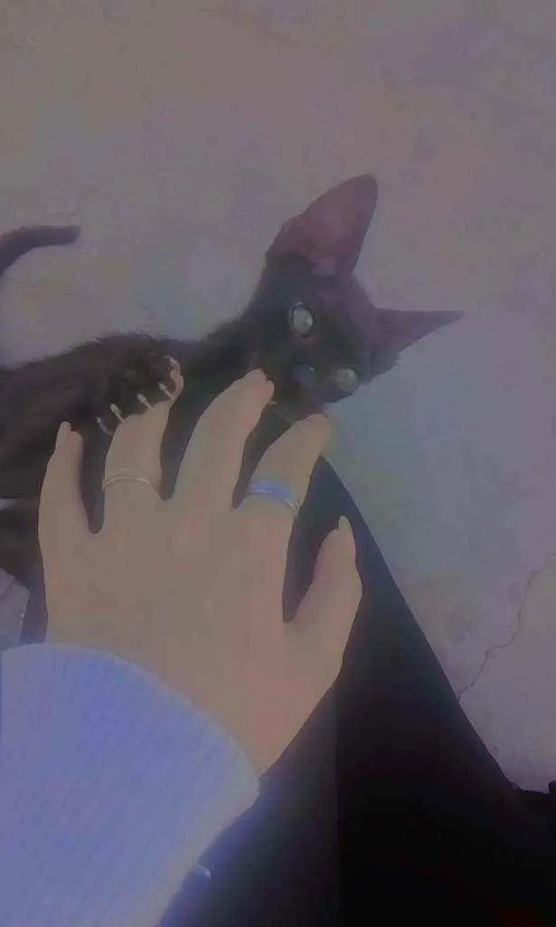 Cachorro raça vira lata idade 2 a 6 meses nome Akira e Meliodas
