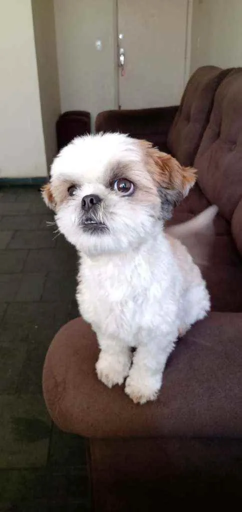 Cachorro ra a shitzu idade 2 a 6 meses nome Benjamin