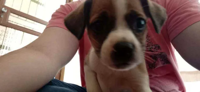 Cachorro ra a SRD idade 2 a 6 meses nome Pandora