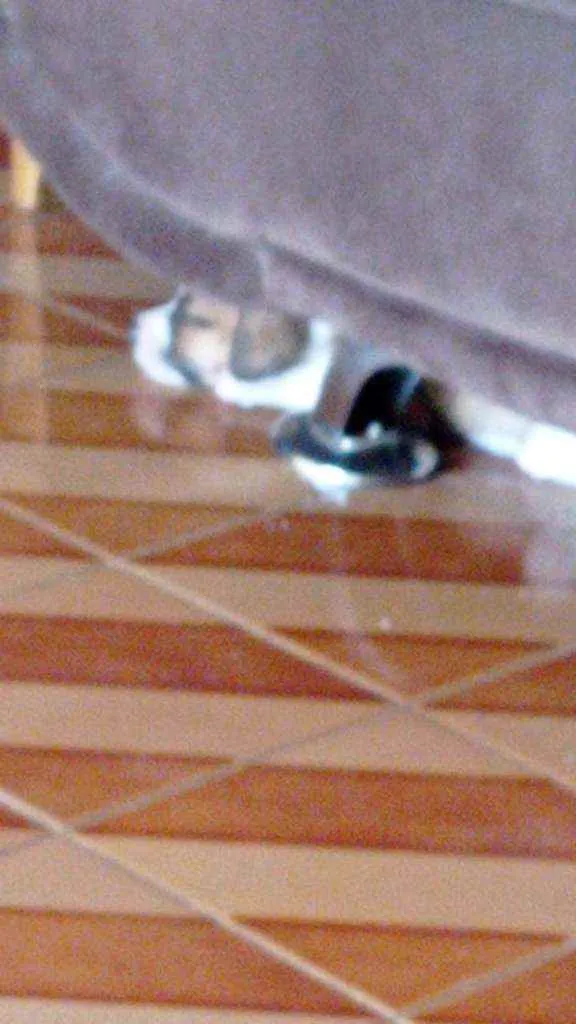 Cachorro ra a SRD idade 2 a 6 meses nome Pandora