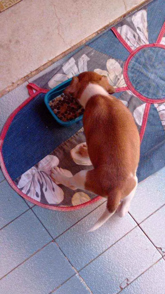Cachorro ra a SRD idade 2 a 6 meses nome Pandora
