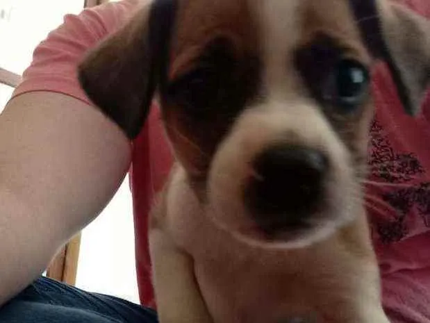 Cachorro ra a SRD idade 2 a 6 meses nome Pandora