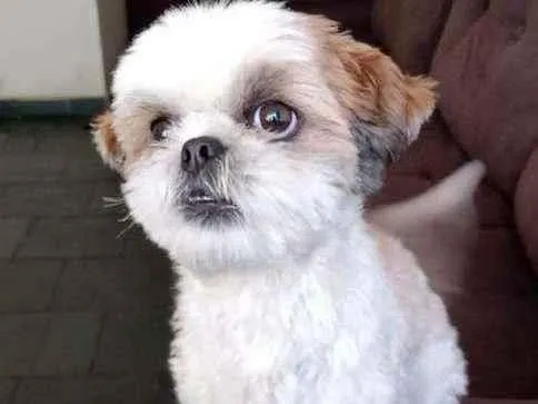 Cachorro ra a shitzu idade 2 a 6 meses nome Benjamin