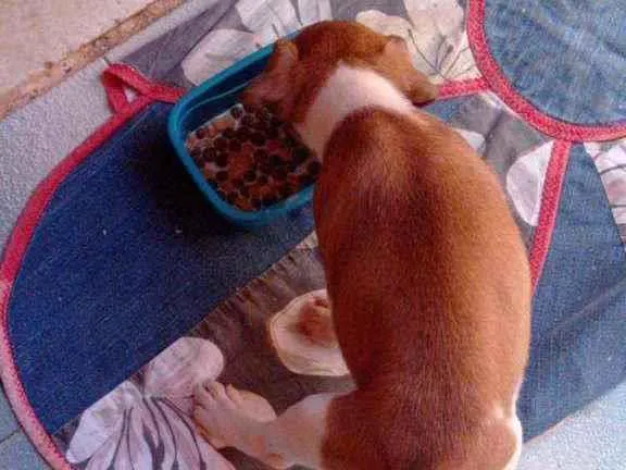 Cachorro ra a SRD idade 2 a 6 meses nome Pandora