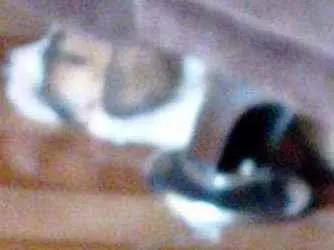 Cachorro ra a SRD idade 2 a 6 meses nome Pandora