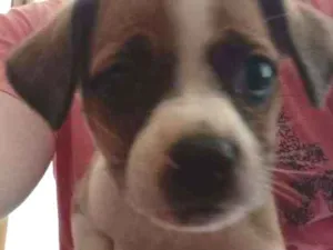 Cachorro raça SRD idade 2 a 6 meses nome Pandora