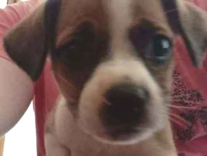 Cachorro ra a SRD idade 2 a 6 meses nome Pandora