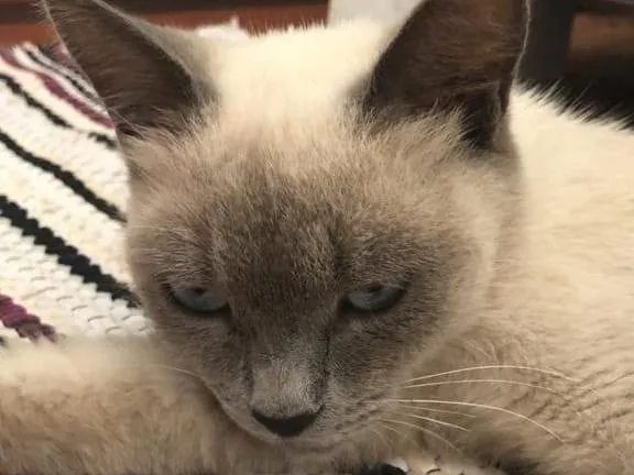 Gato ra a SRD-ViraLata idade 2 a 6 meses nome Zara