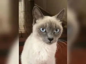 Gato raça SRD-ViraLata idade 2 a 6 meses nome Zara