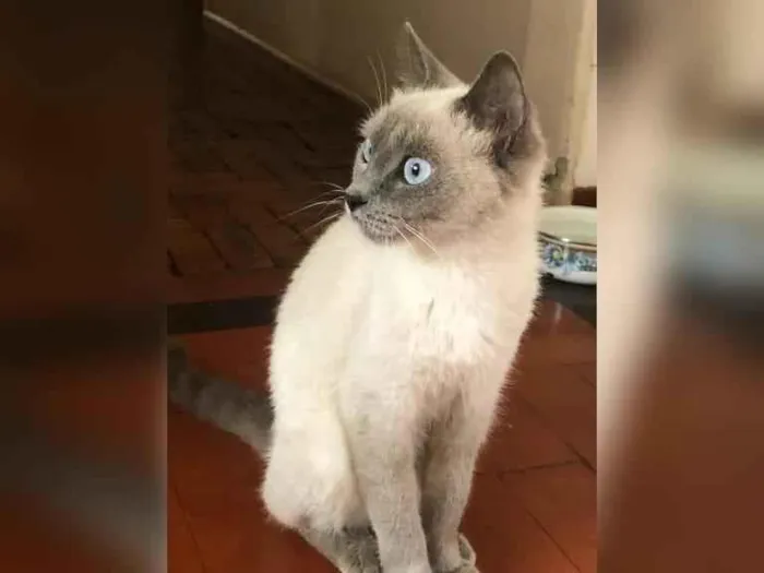 Gato ra a SRD-ViraLata idade 2 a 6 meses nome Zara