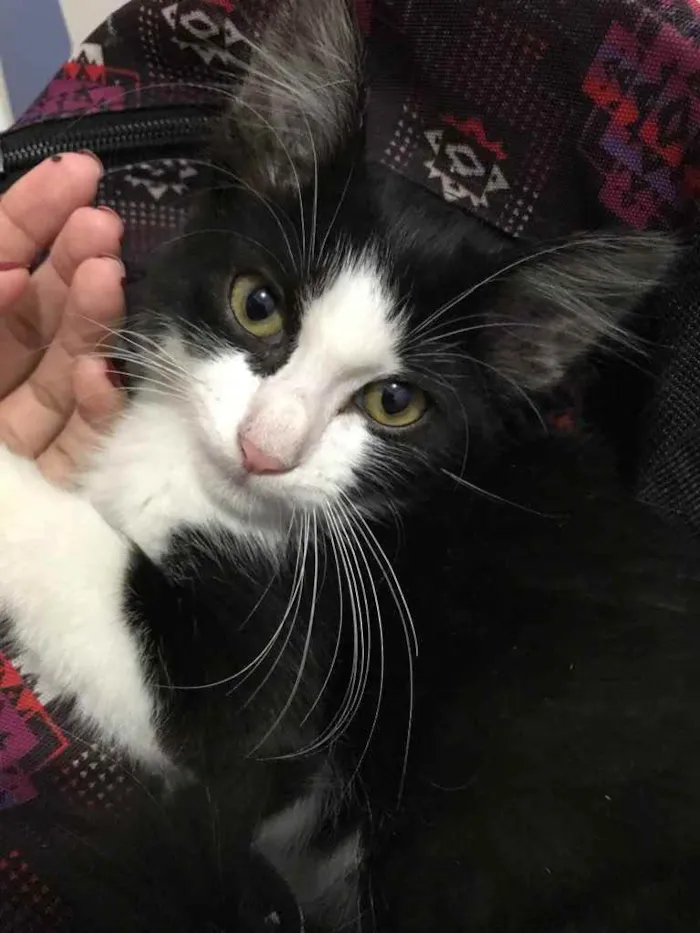 Gato raça  idade 2 a 6 meses nome .