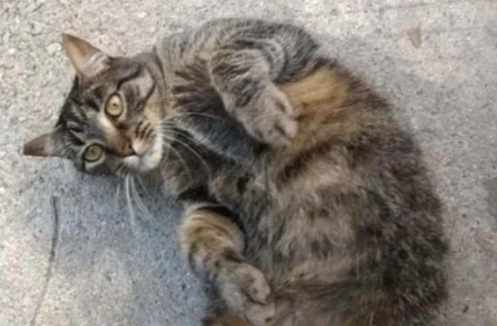 Gato raça Vira lata  idade 3 anos nome Lolita 