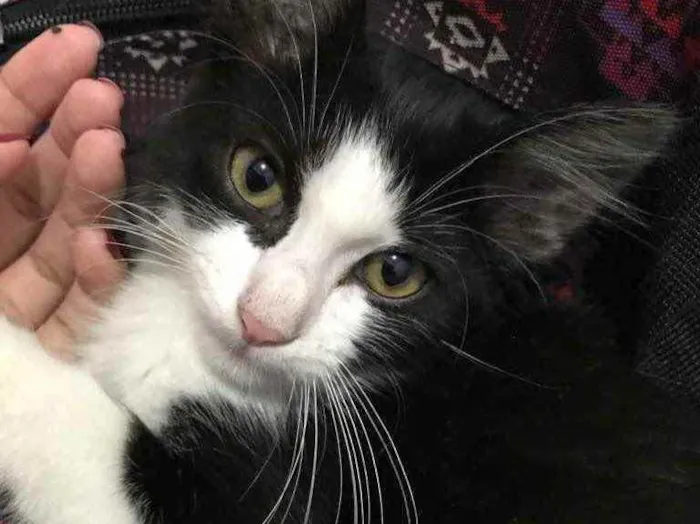 Gato raça  idade 2 a 6 meses nome .