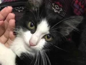 Gato raça  idade 2 a 6 meses nome .