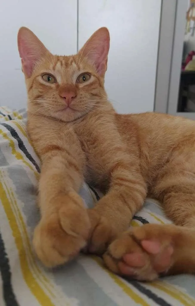 Gato ra a SRD-ViraLata idade 2 a 6 meses nome Liberté