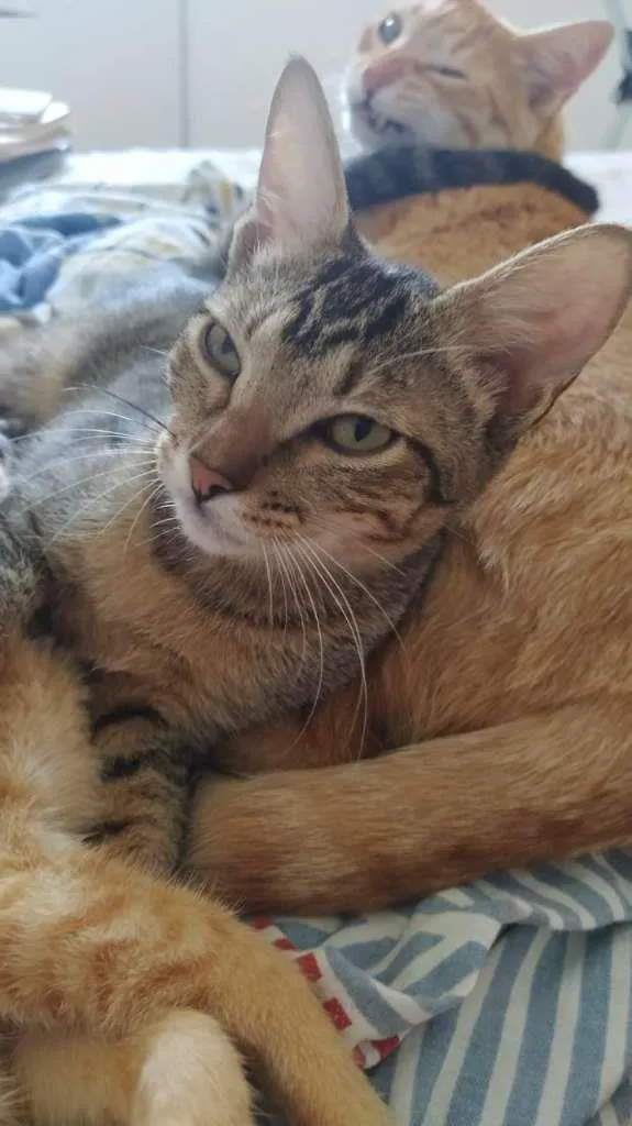 Gato ra a SRD-ViraLata idade 2 a 6 meses nome Fraternité