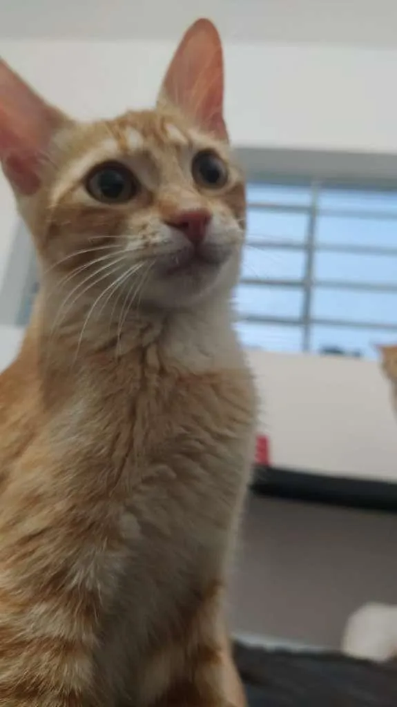 Gato ra a SRD-ViraLata idade 2 a 6 meses nome Egalité