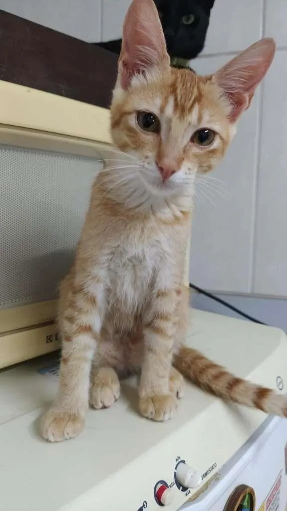 Gato ra a SRD-ViraLata idade 2 a 6 meses nome Egalité