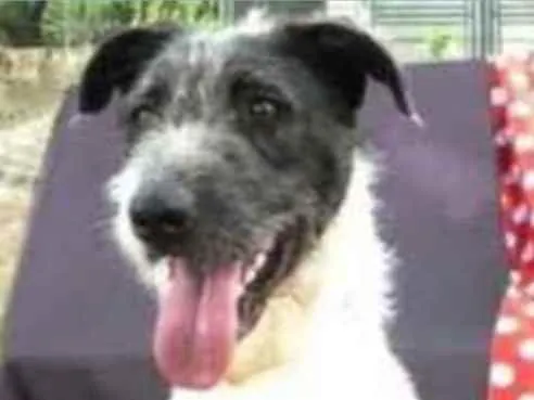 Cachorro raça Vira lata  idade 2 anos nome Apolo