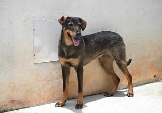 Cachorro raça Vira lata  idade 1 ano nome Mary