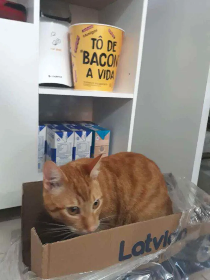 Gato ra a  idade 1 ano nome Chorão 