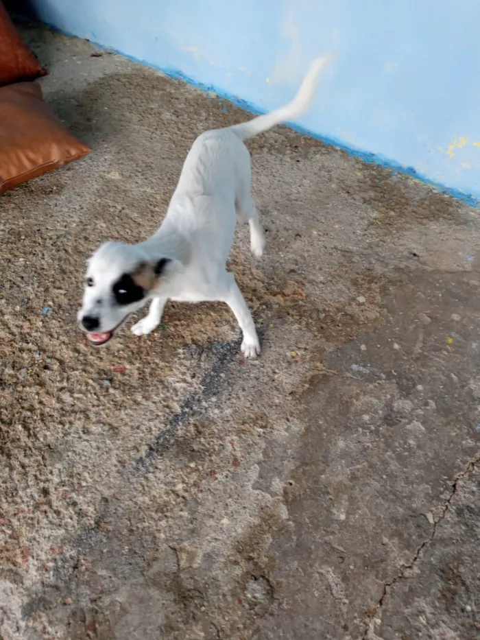 Cachorro ra a Sem raça específica  idade 2 a 6 meses nome Nina