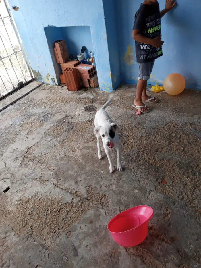 Cachorro ra a Sem raça específica  idade 2 a 6 meses nome Nina