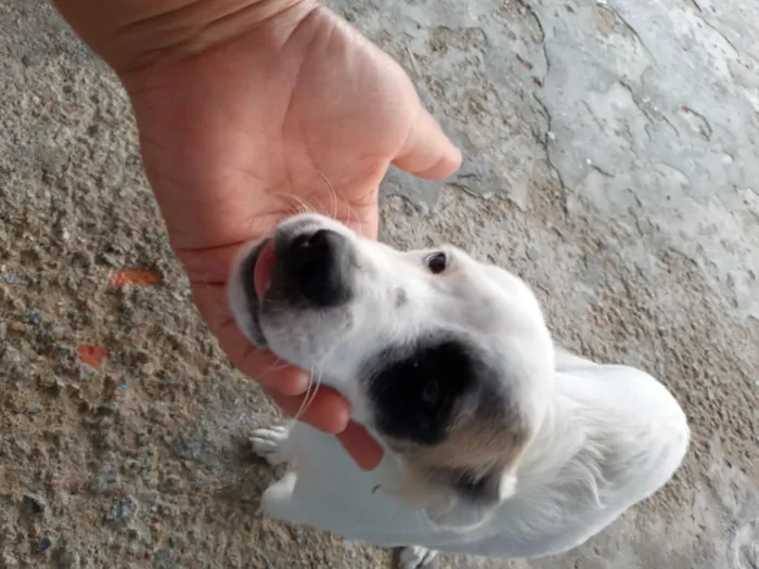 Cachorro ra a Sem raça específica  idade 2 a 6 meses nome Nina