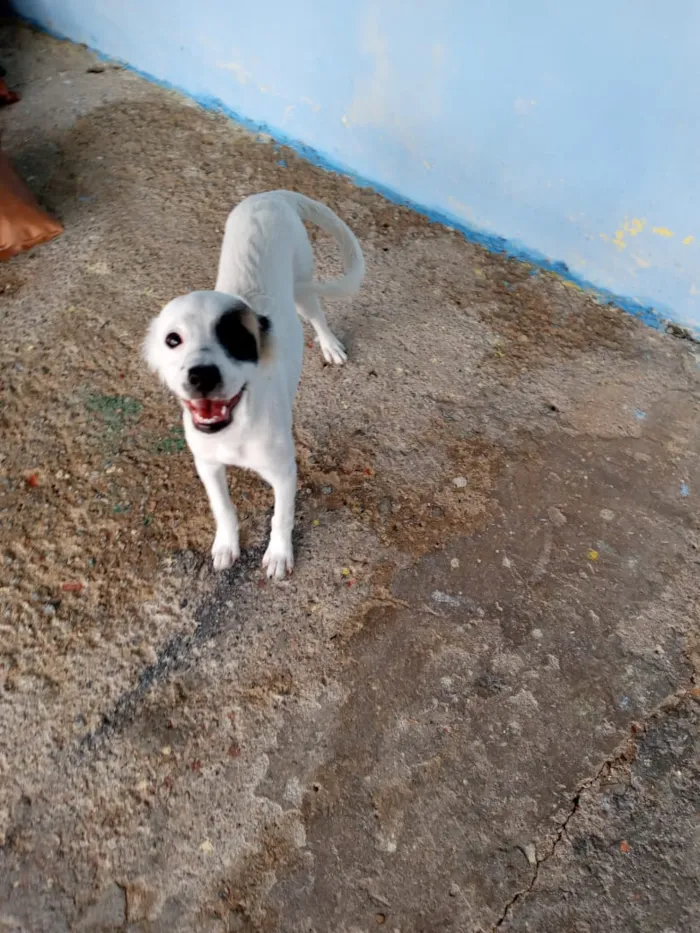 Cachorro ra a Sem raça específica  idade 2 a 6 meses nome Nina