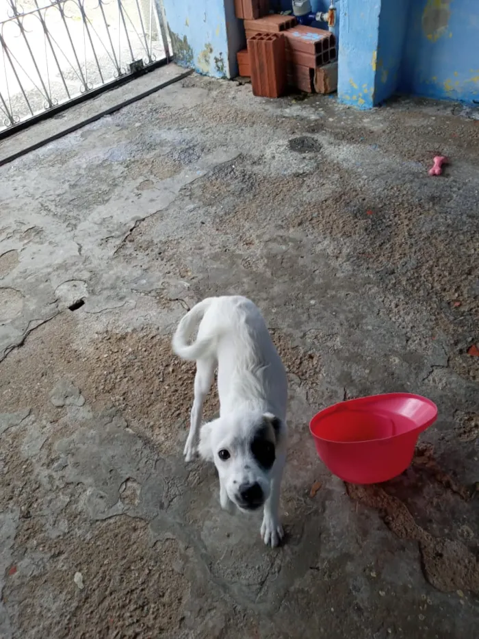 Cachorro ra a Sem raça específica  idade 2 a 6 meses nome Nina