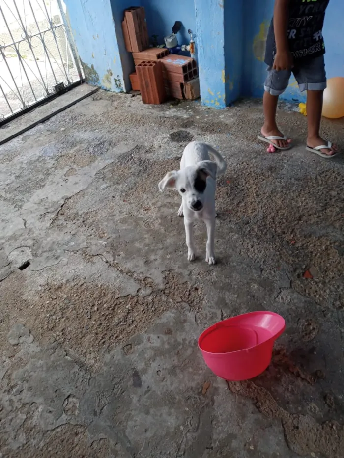 Cachorro ra a Sem raça específica  idade 2 a 6 meses nome Nina