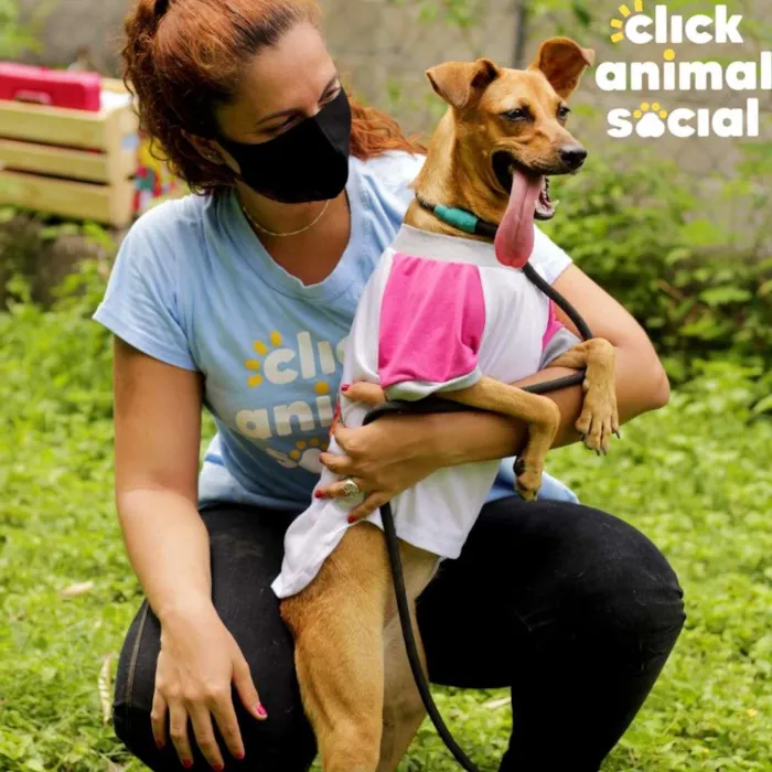Cachorro ra a SRD-ViraLata idade 1 ano nome Paçoca