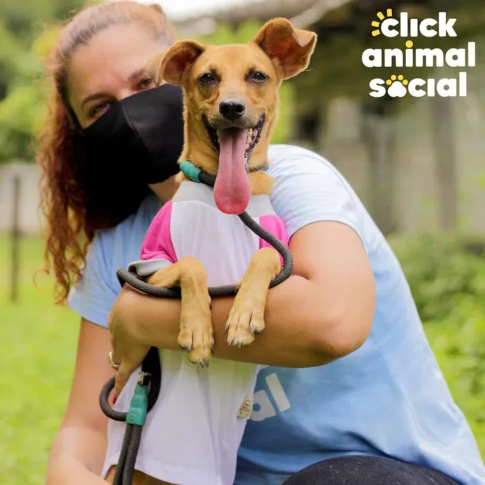 Cachorro ra a SRD-ViraLata idade 1 ano nome Paçoca