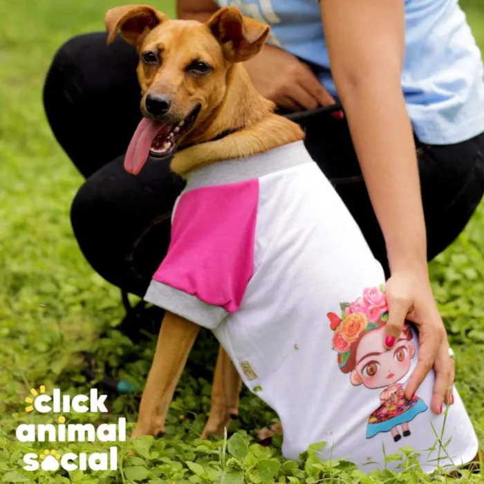 Cachorro ra a SRD-ViraLata idade 1 ano nome Paçoca