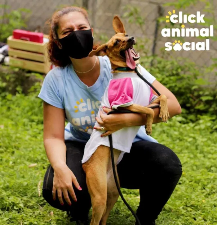 Cachorro ra a SRD-ViraLata idade 1 ano nome Paçoca