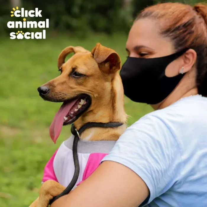 Cachorro ra a SRD-ViraLata idade 1 ano nome Paçoca