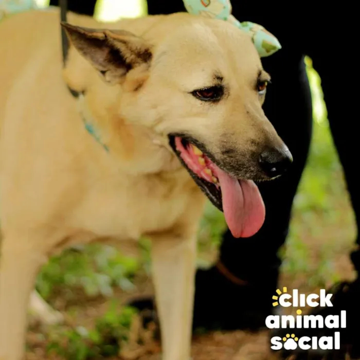 Cachorro ra a SRD-ViraLata idade 4 anos nome Gaia