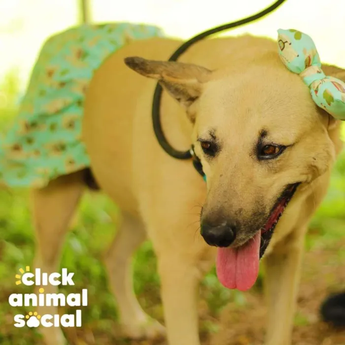 Cachorro ra a SRD-ViraLata idade 4 anos nome Gaia
