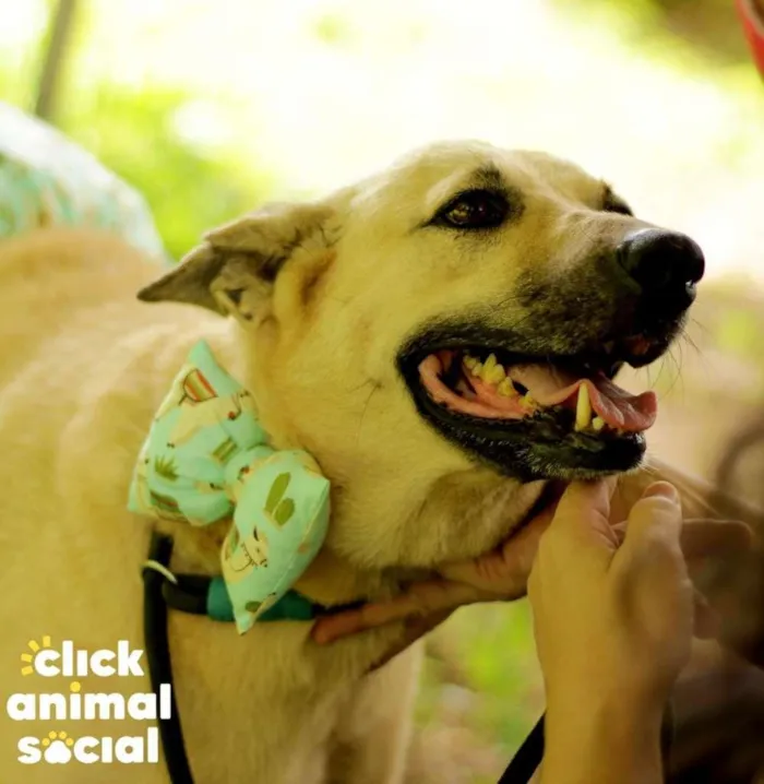 Cachorro ra a SRD-ViraLata idade 4 anos nome Gaia