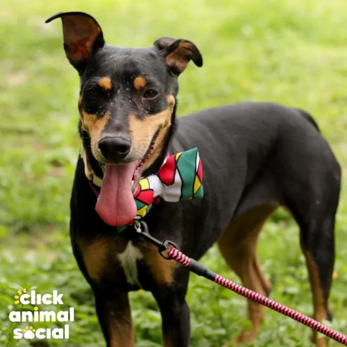 Cachorro raça SRD-ViraLata idade 2 anos nome Maiara